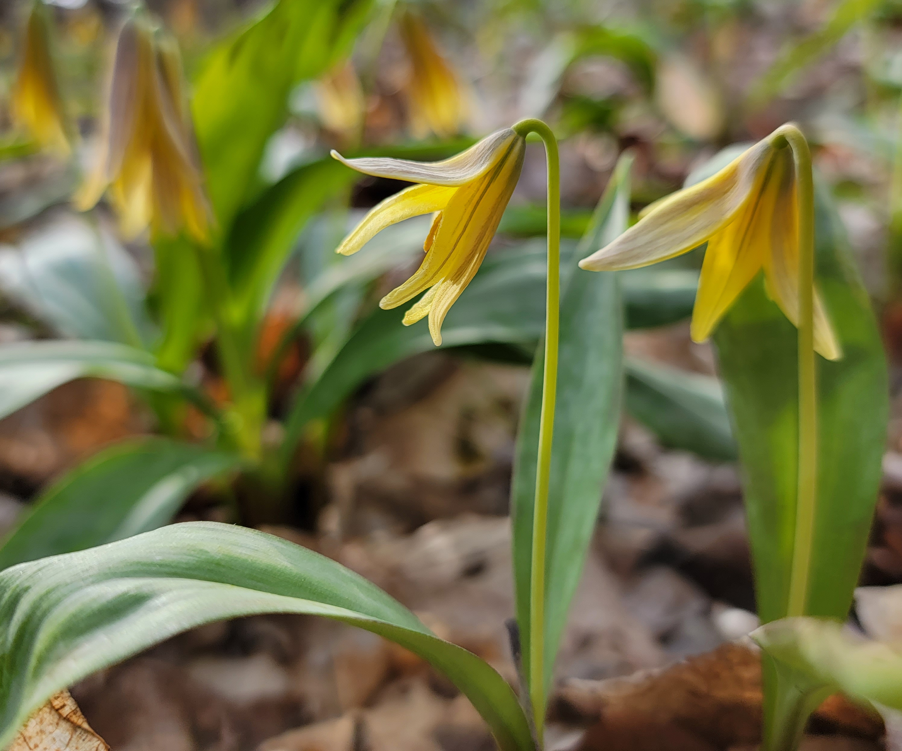Trout lilies grow abundant on the Finger Lakes forest floor in the spring. TROUT lily