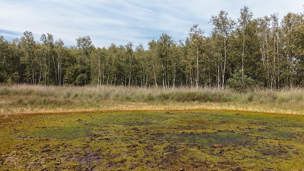 You can hike a peat moss fen at the Dorothy McIlroy Bird Sanctuary. peat moss fen