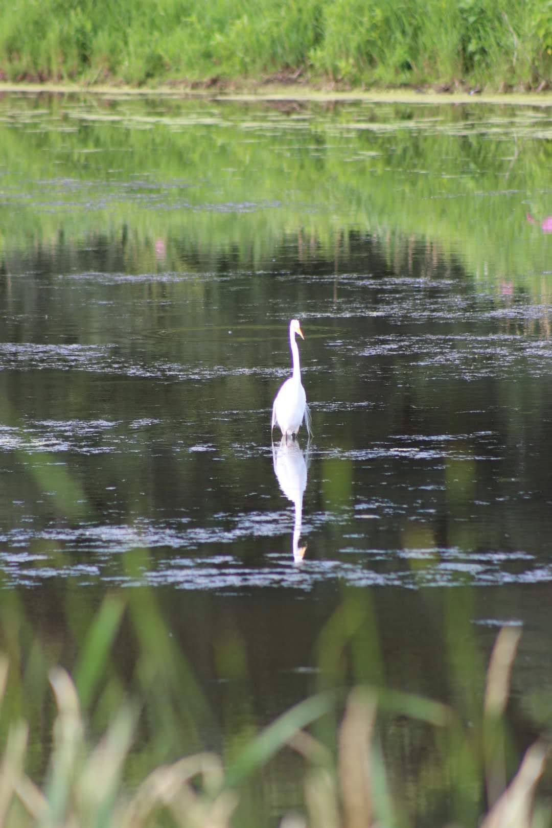 Wildlife is abundant on Canadice Lake. Egret by shore