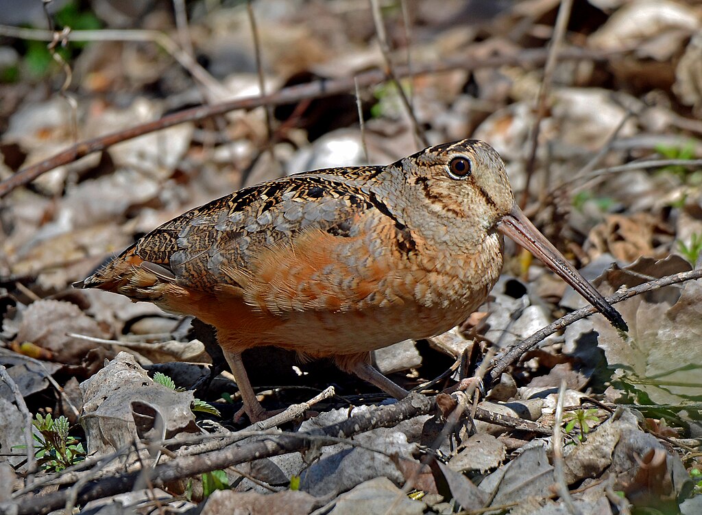 An American woodcock American woodcock