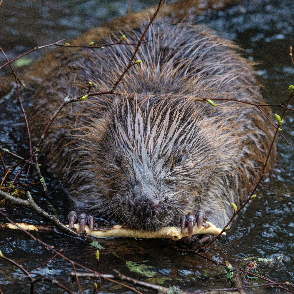 Beaver were reintroduced to Canandaigua Lake Beaver