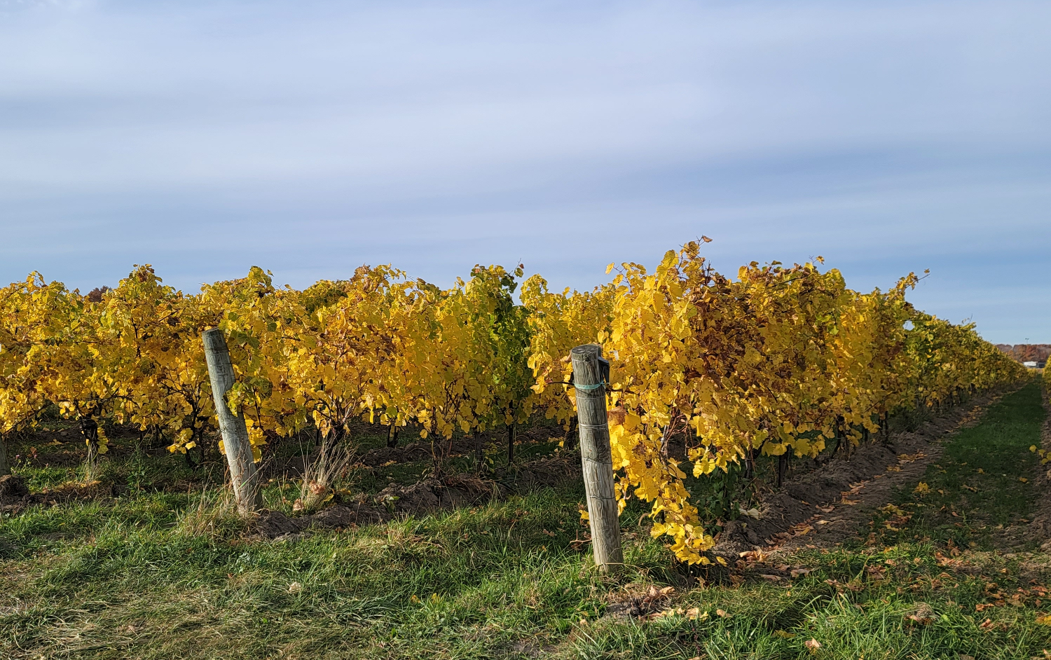 Top 6 Finger Lakes fall festivals for 2024 Vineyards in the fall