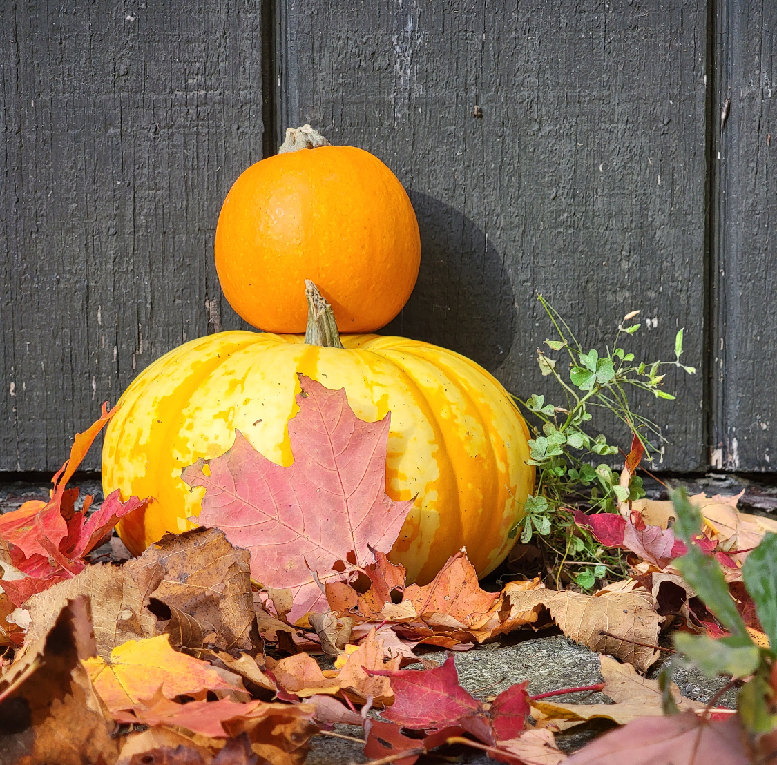 Hilton has a porch decorating contest during their Apple Fest. stacked pumpkins