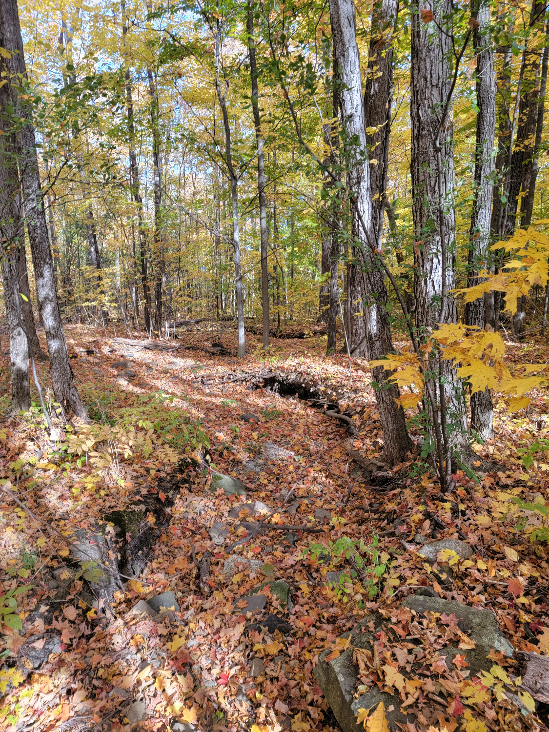 Autumn is a wonderful time to explore Canangaigua Lake's trails. trail in the autumn