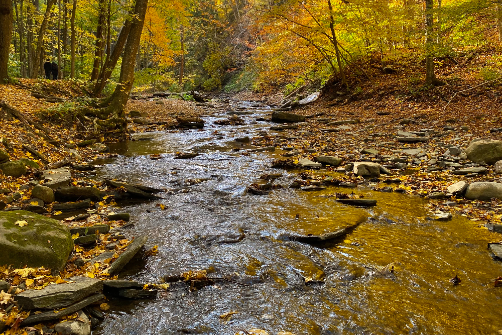 Creek in Grimes Glen Grimes Glen