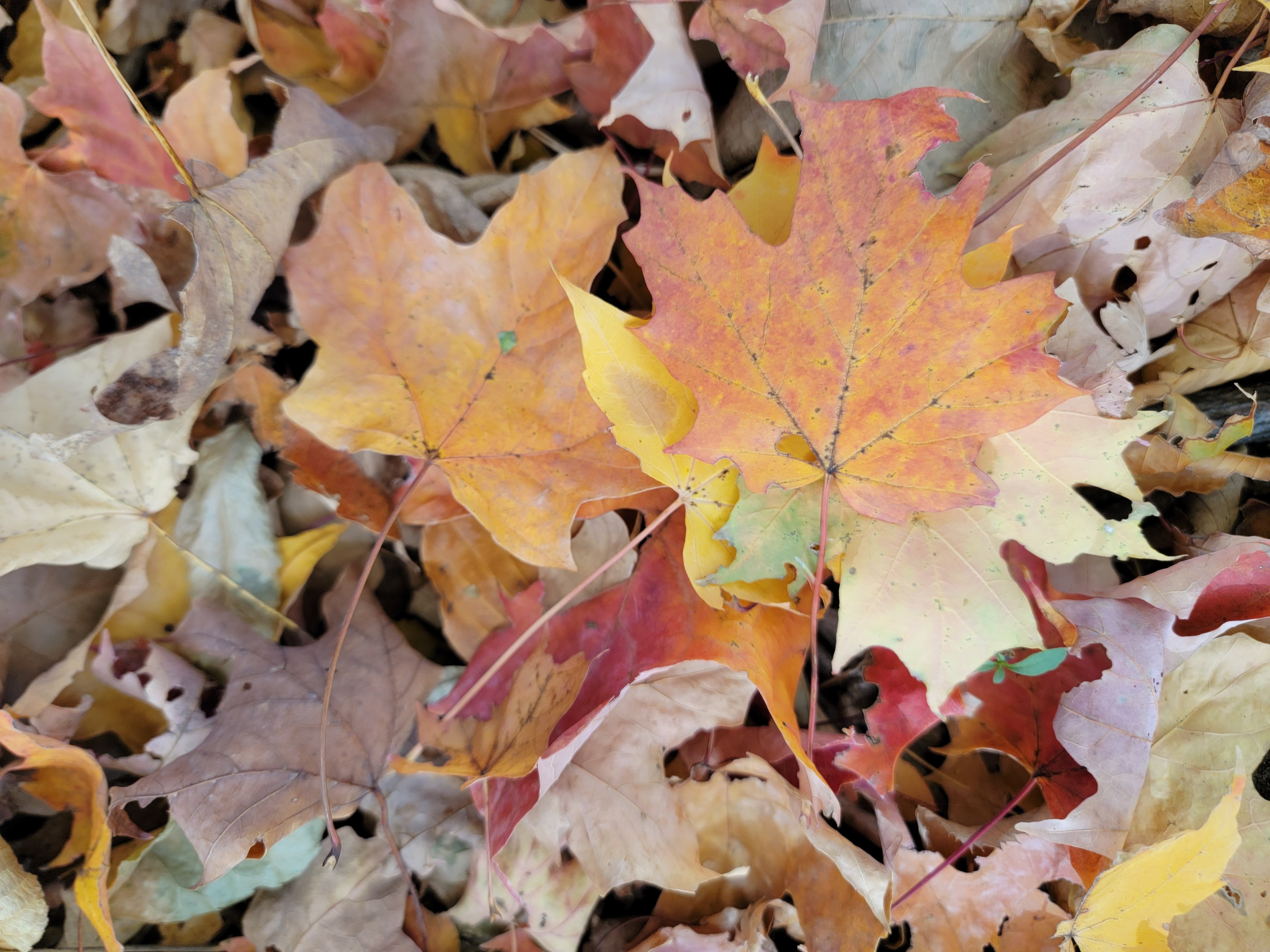 maple leaves dried maple leaves dried