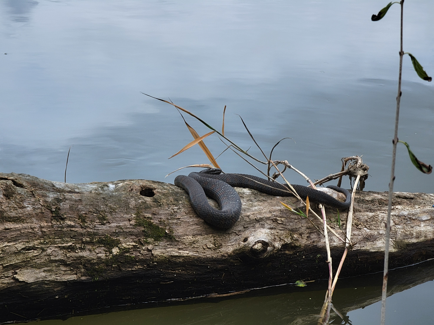 A northern black racer soaks up some sun a log off the hiking trail. A northern black racer soaks up some sun a log off the hiking trail.