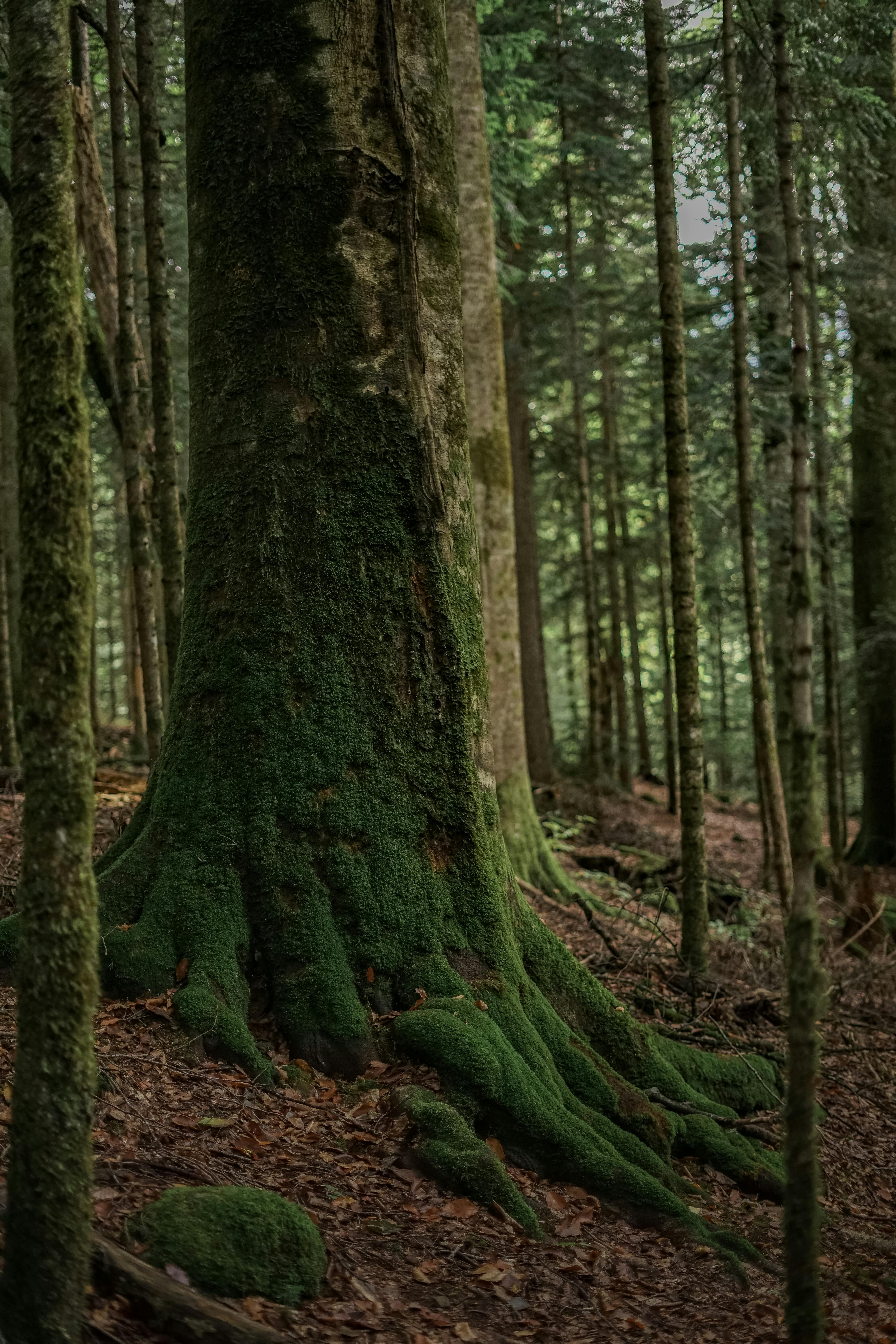 Old growth mossy tree