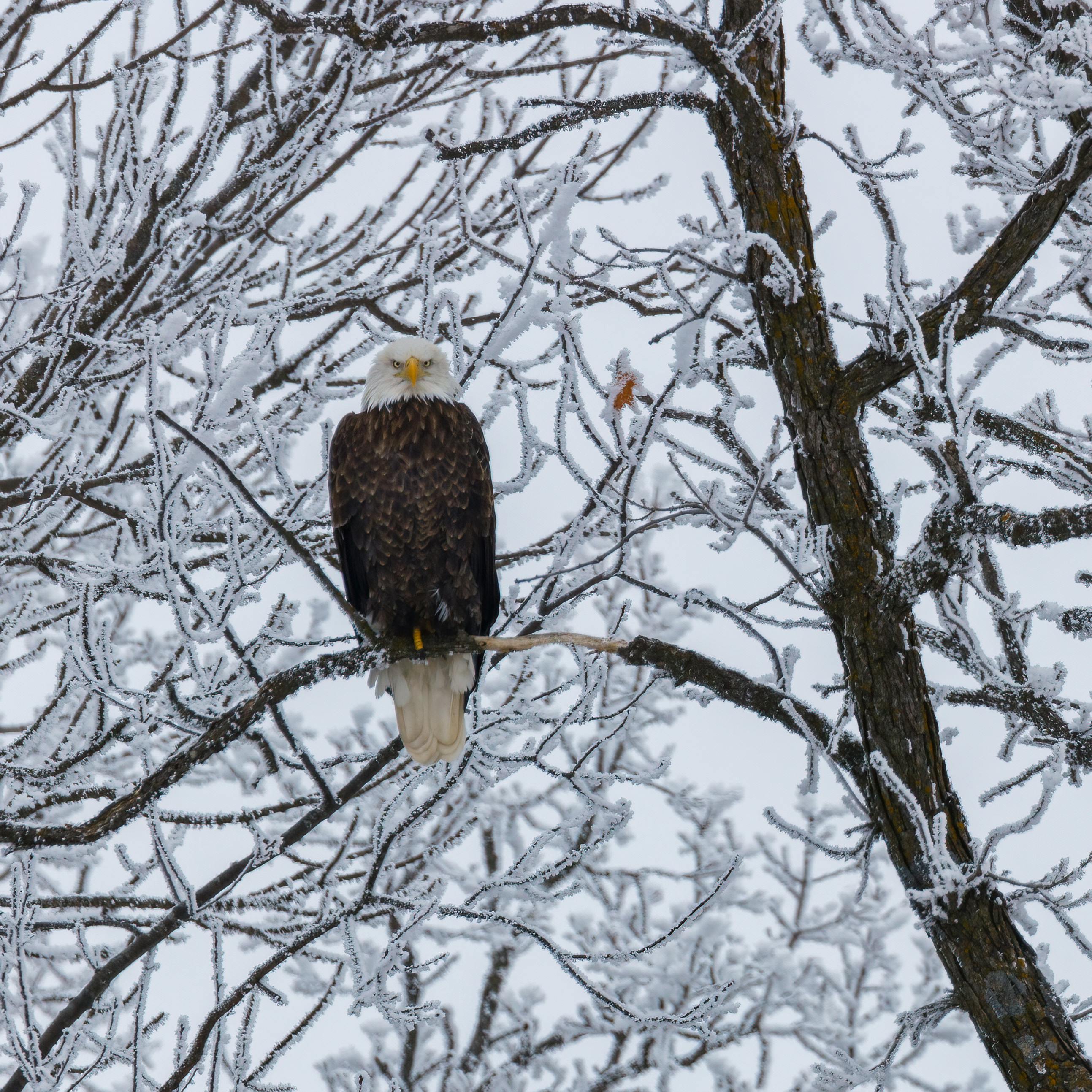 You might see bald eagles while hiking Otisco Lake Bald eagle on winter branch