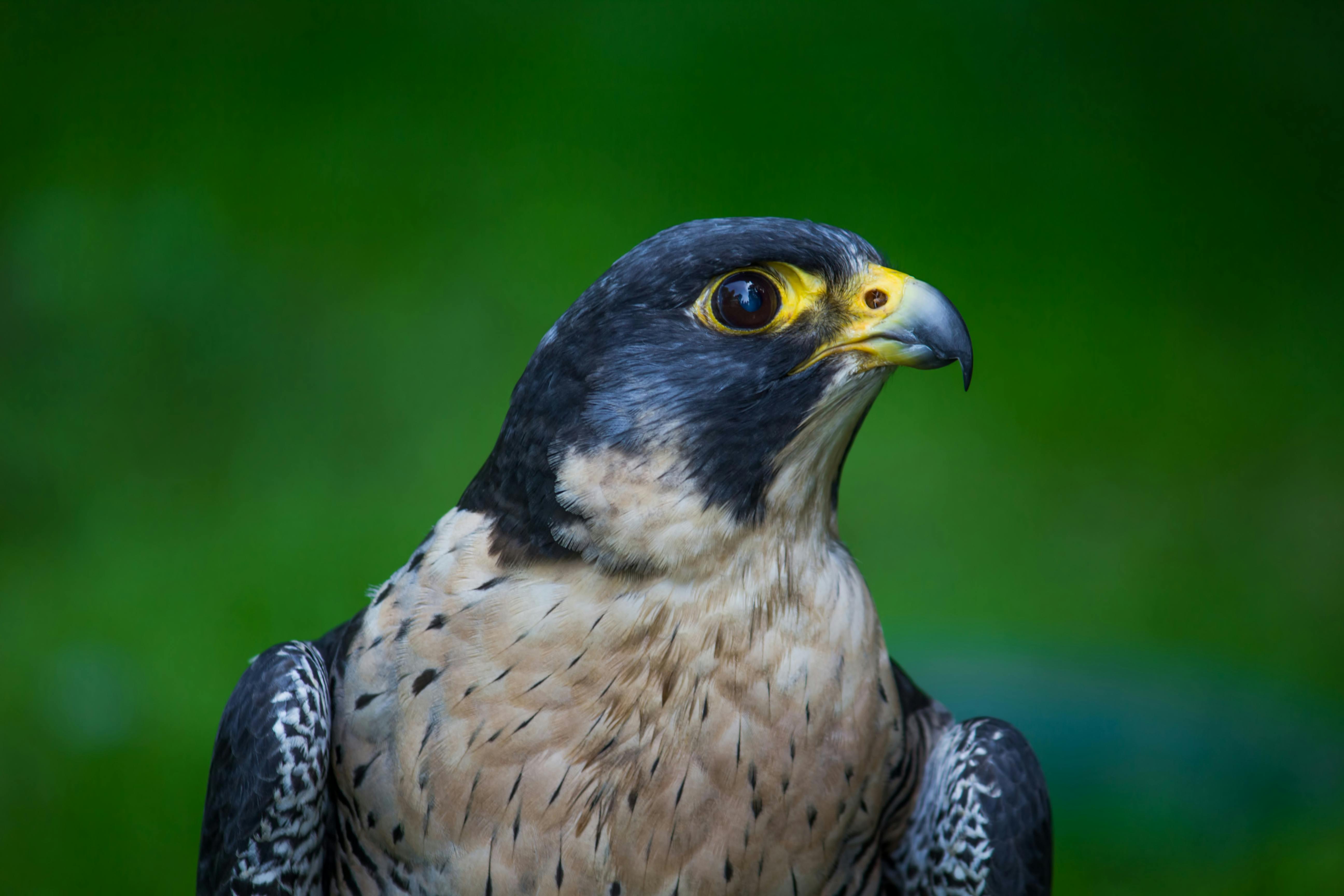 Bring binoculars - just in case you see a peregrine falcon Peregrine falcon