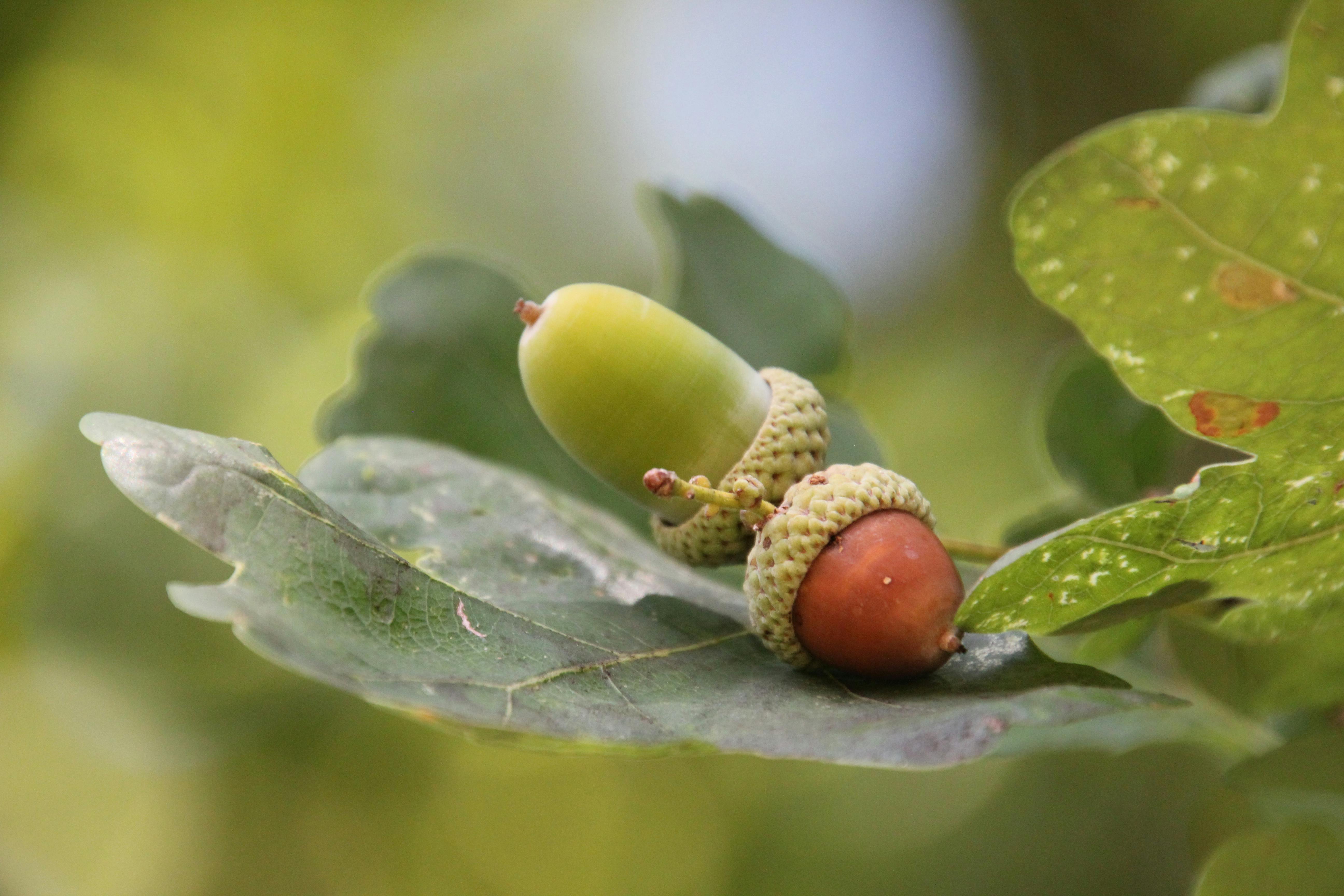 acorns on leaves