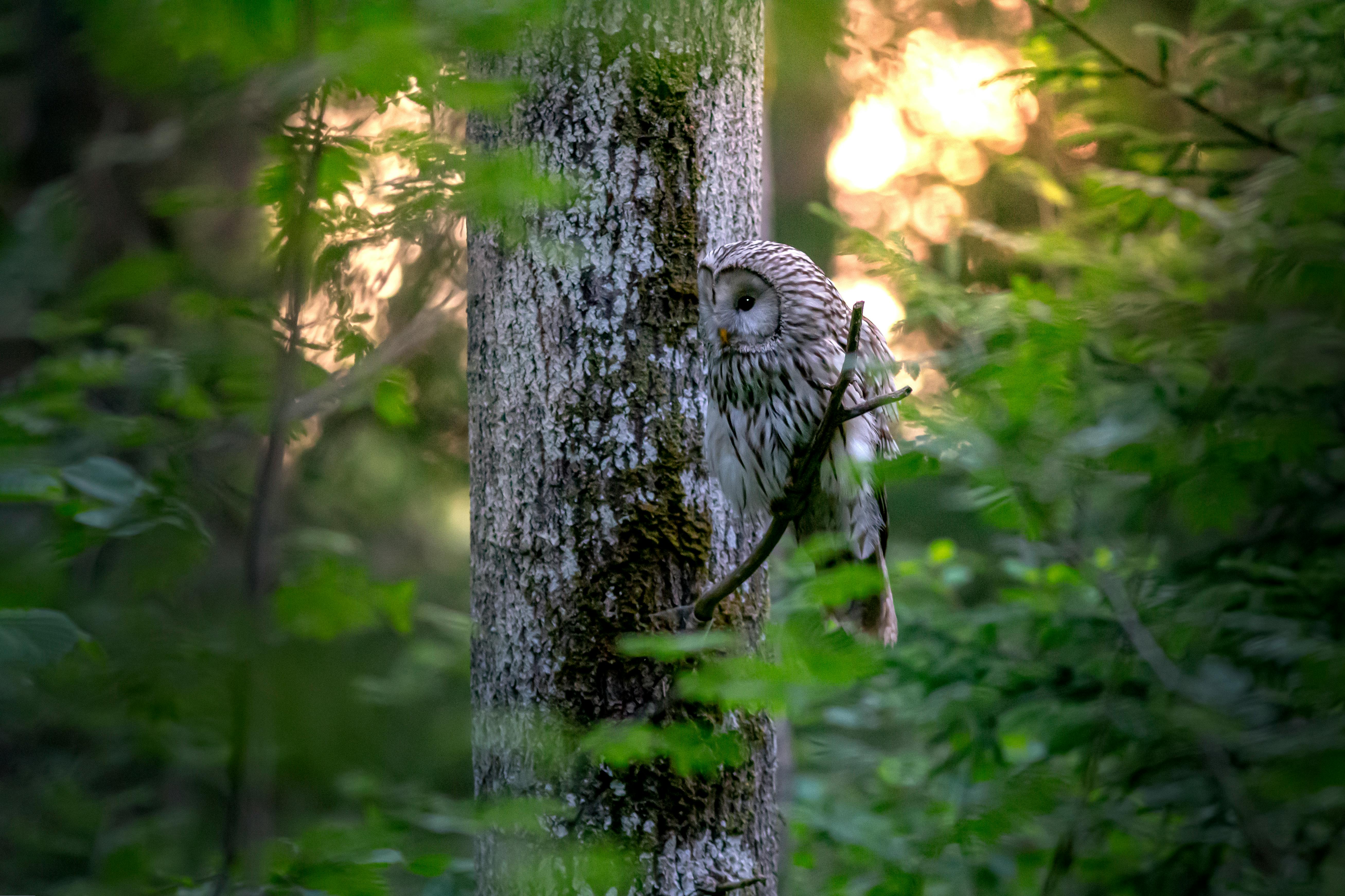 Barred owls live in forested areas of the Finger Lakes Barred owl in a tree