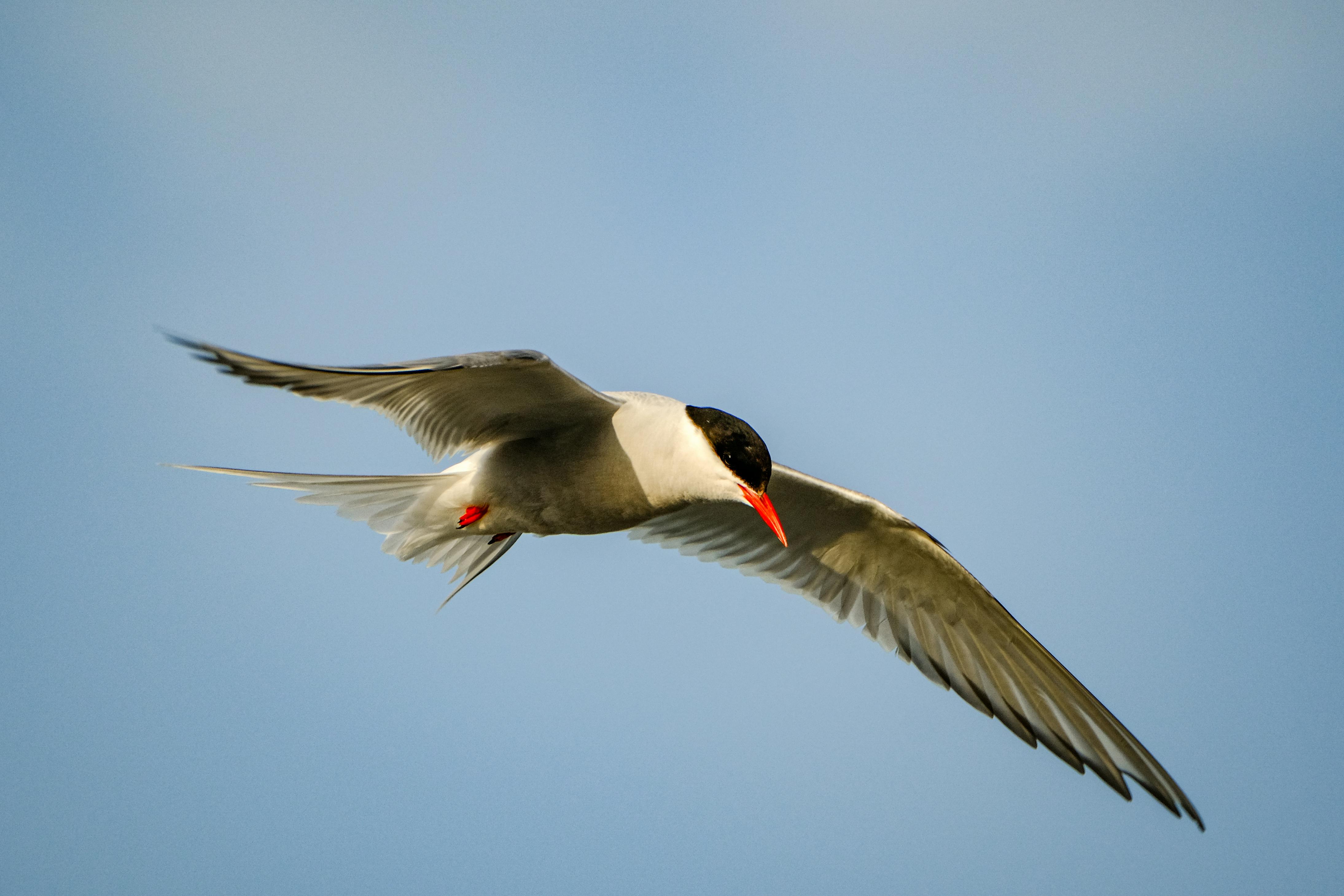 Common terns are...well...common at Canadice Lake. Common tern
