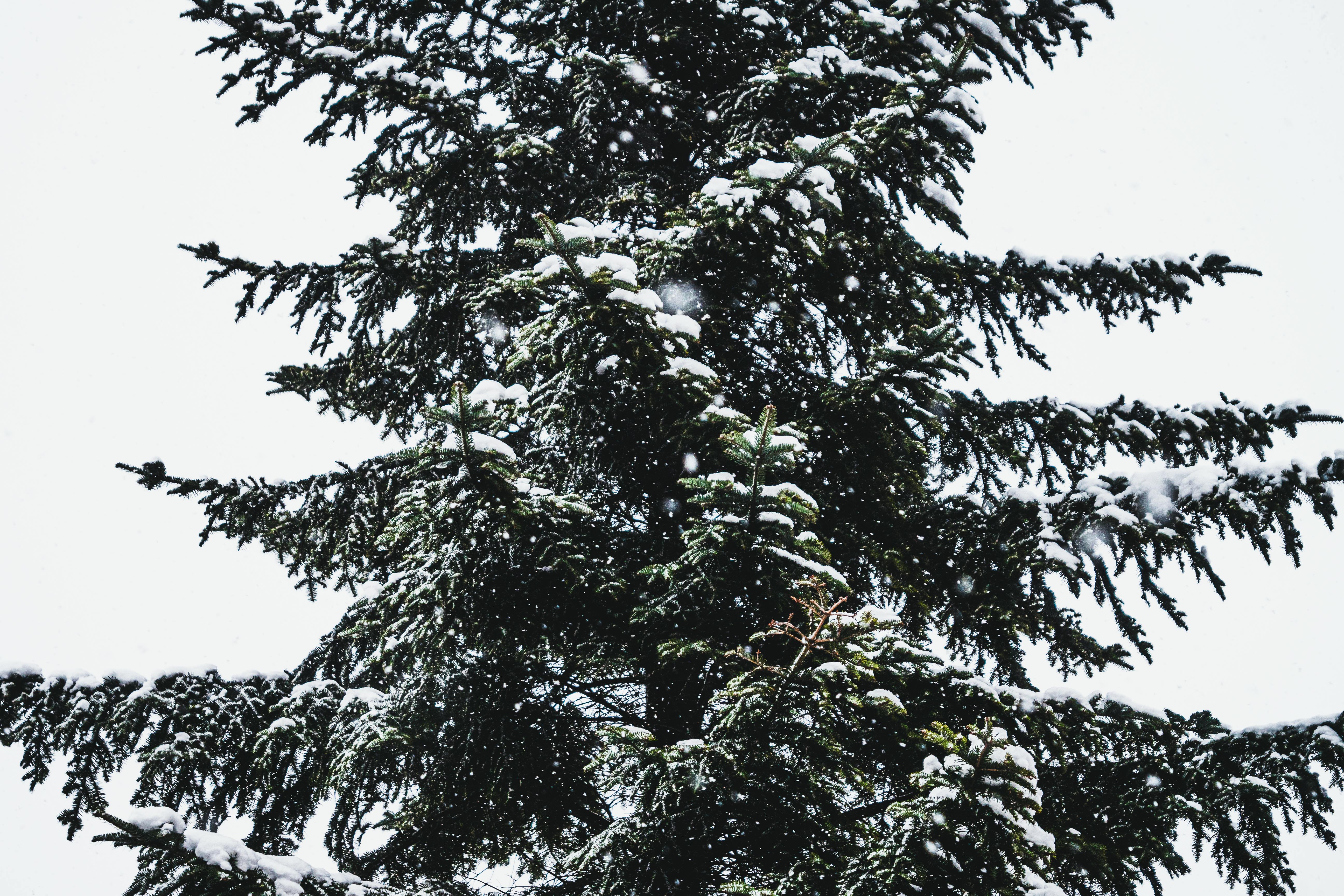 Hemlock trees are evergreen trees that have short, flat leaves. Snowy Hemlock