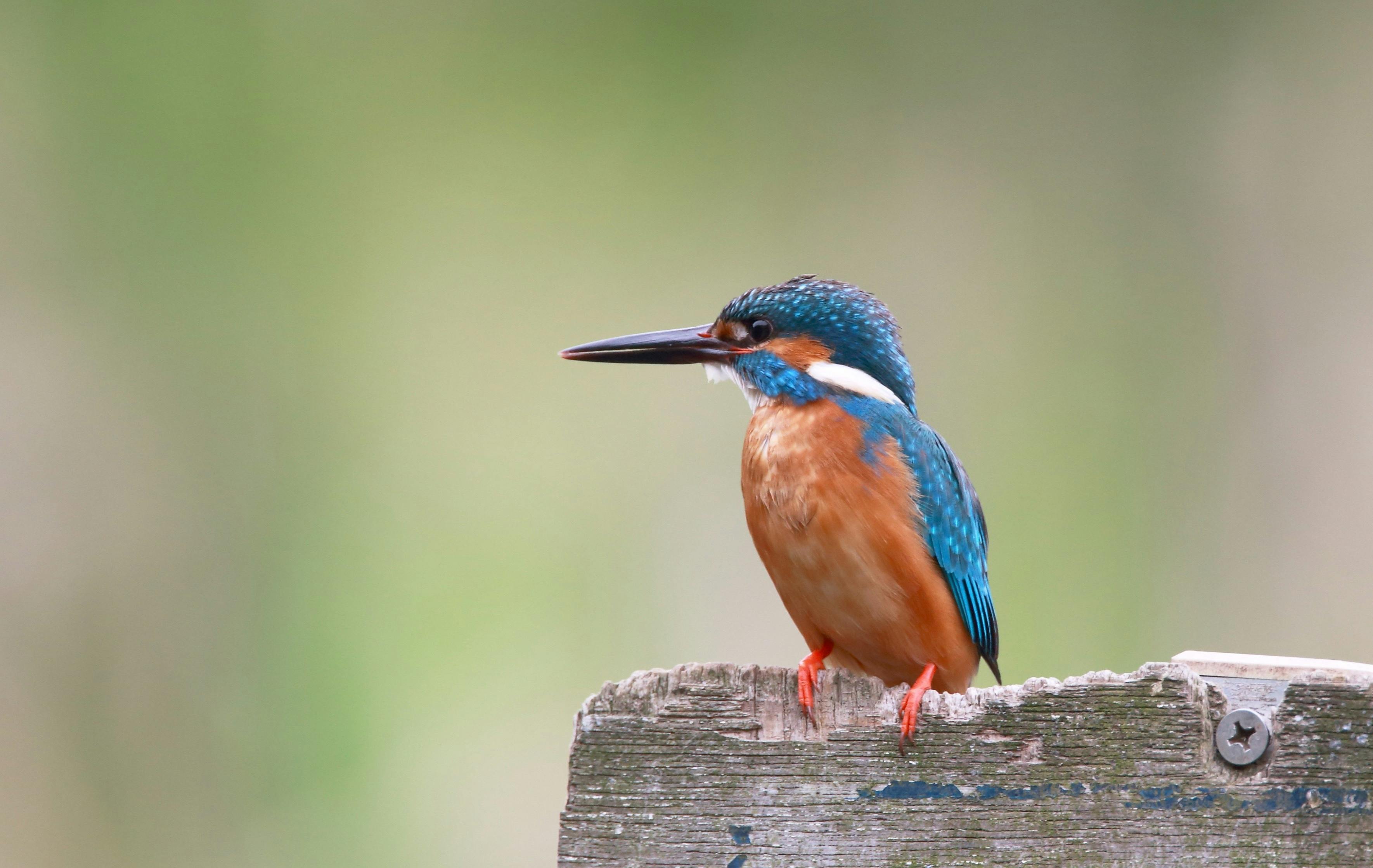 Kingfishers live in the forests along the shore of Canadice Lake and fish in its waters. kingfisher