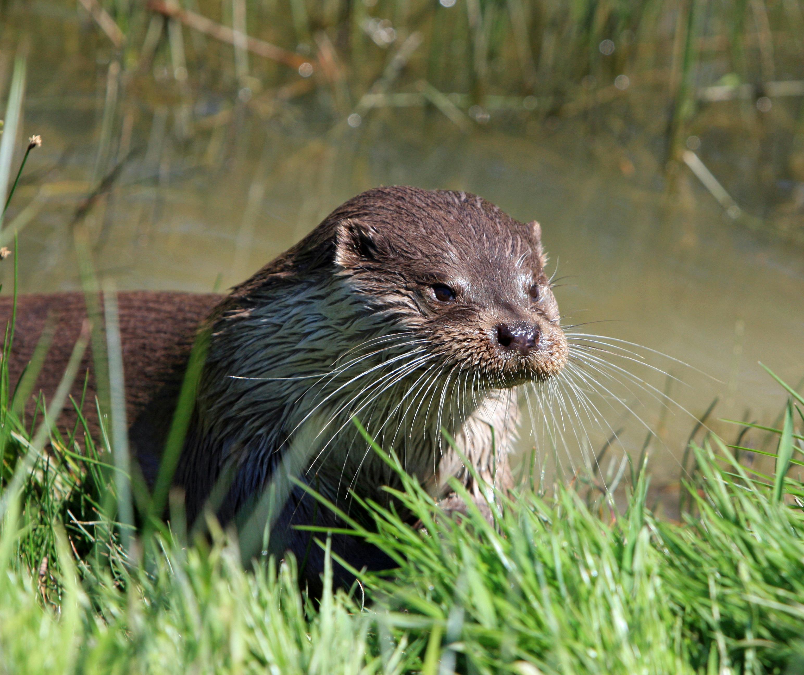 River otters can be seen in Honeoye Inlet Wildlife Management Area. River otters can be seen in Honeoye Inlet Wildlife Management Area.