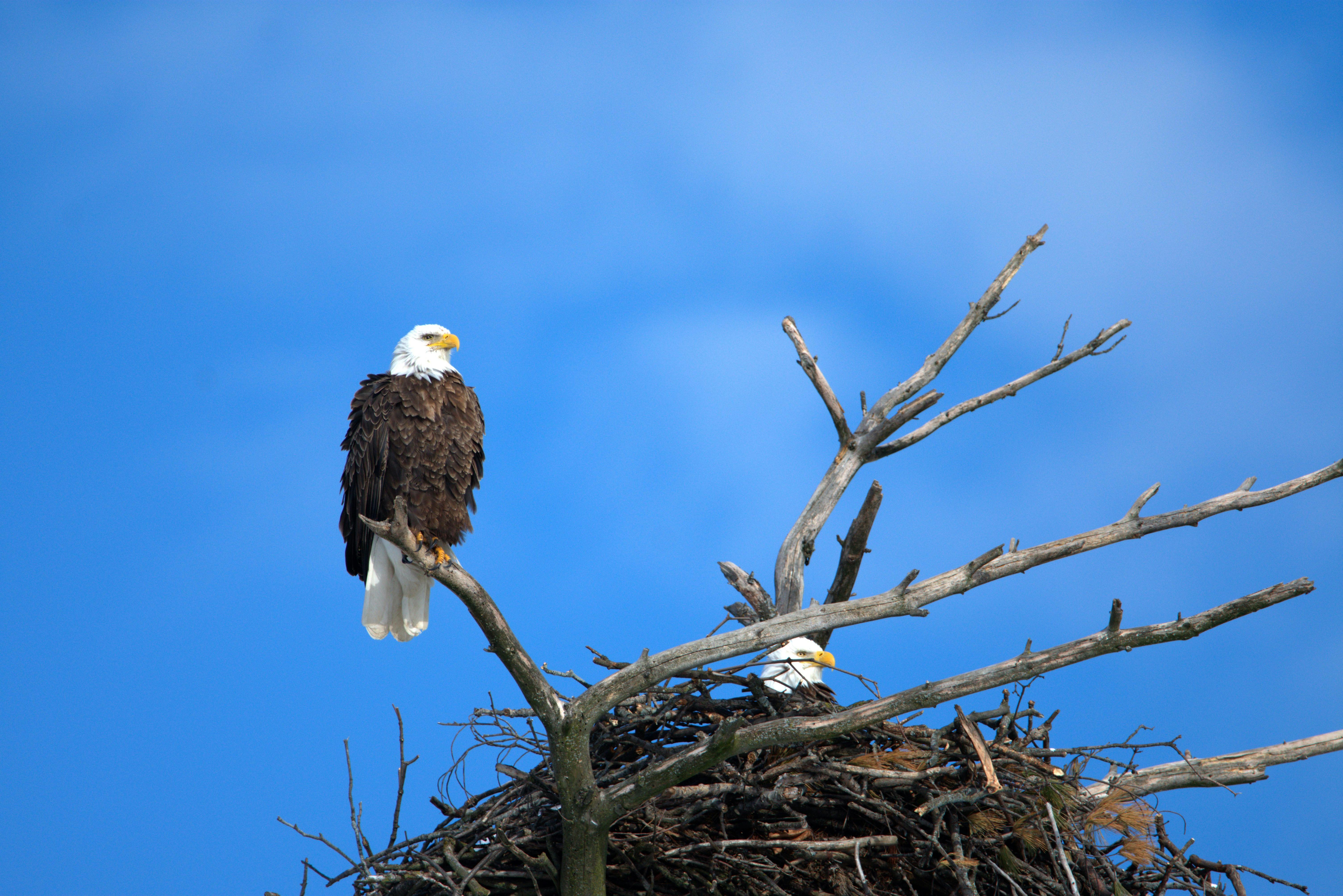 Keep your eyes open for bald eagle nests. Bald eagles nesting