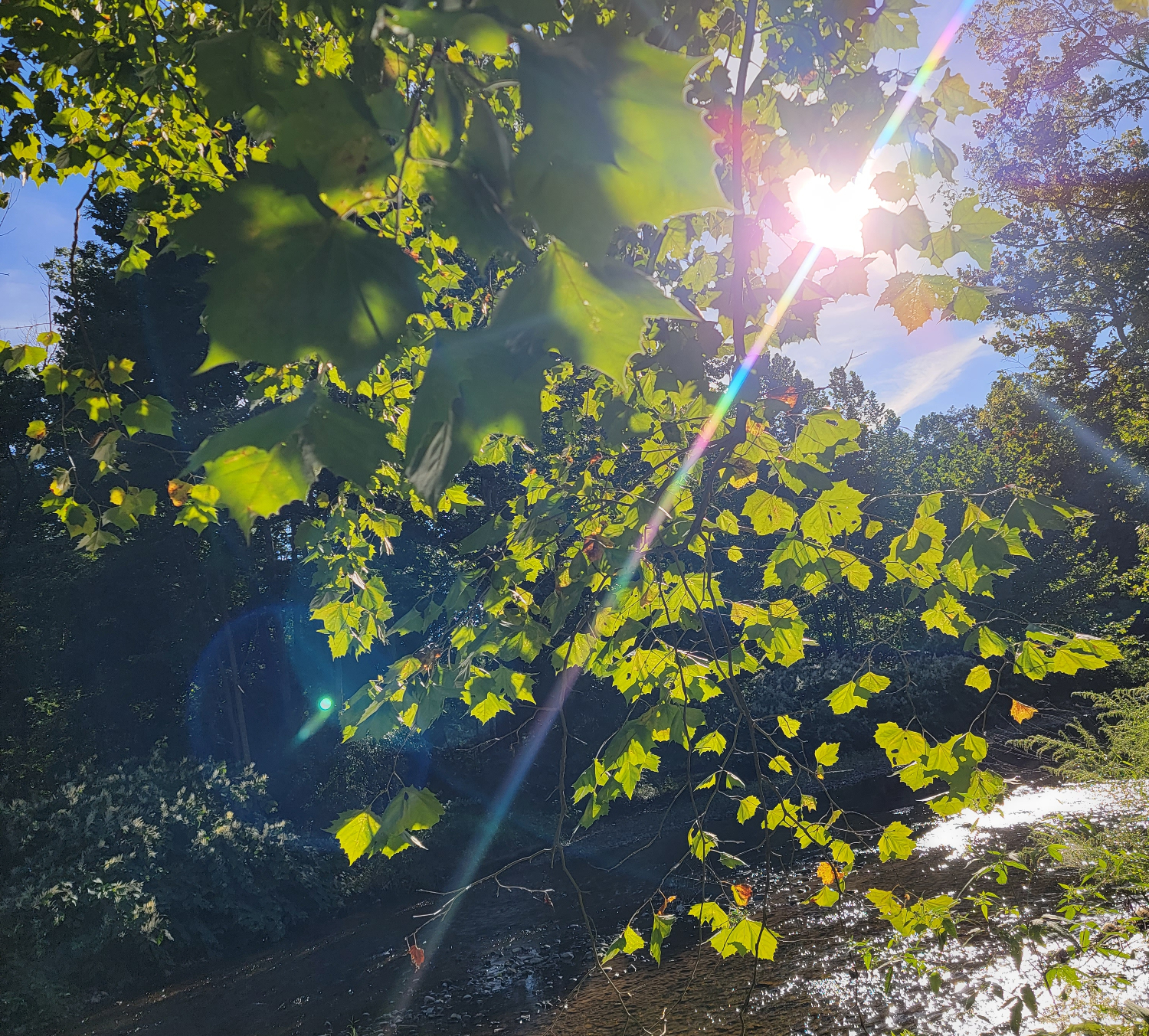 Keuka Lake hiking will take you through upstate New York hardwood forest. Keuka Lake hiking will take you through upstate New York hardwood forest.