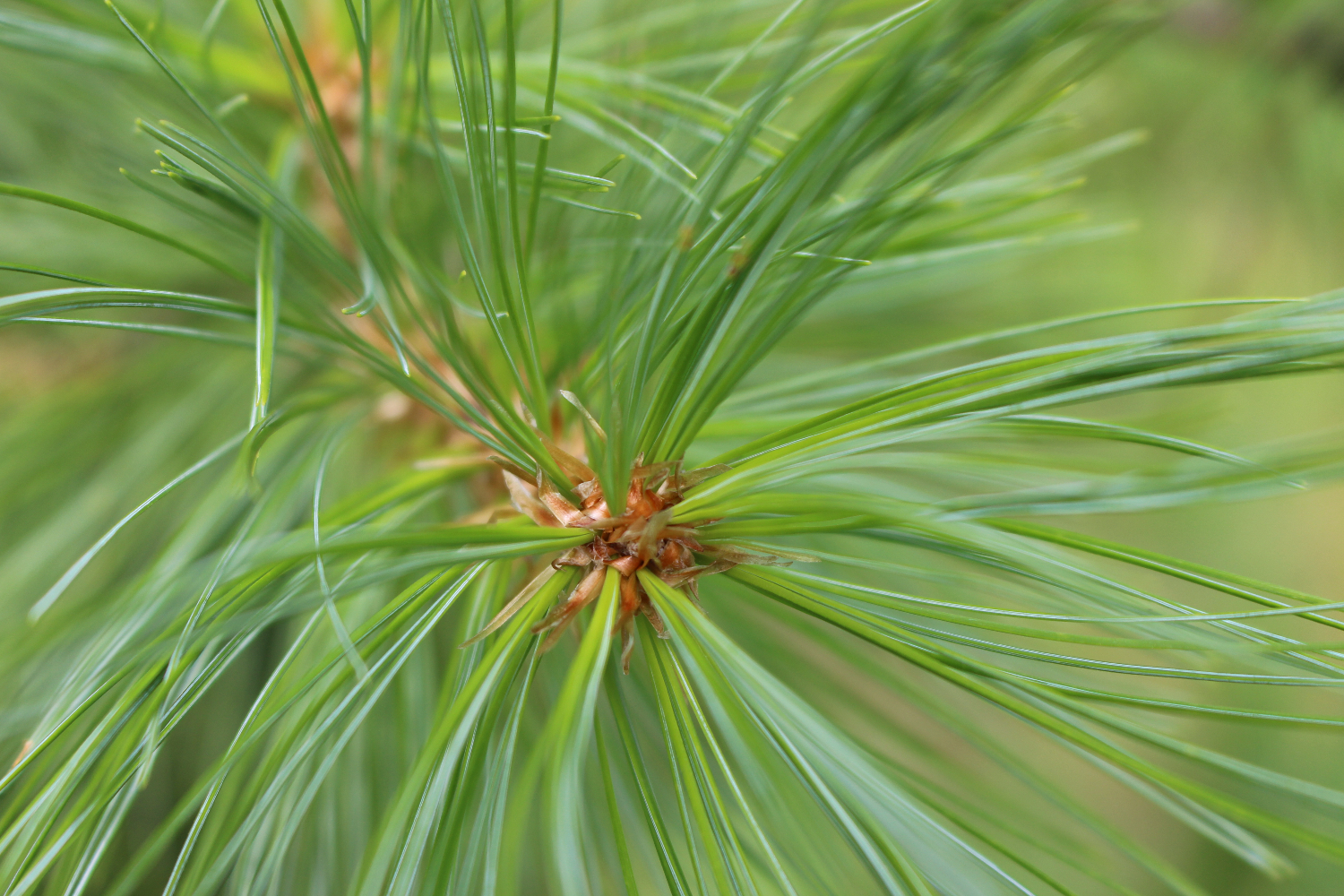 White pine white pine